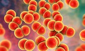 TPHCM: Phát hiện chùm ca bệnh viêm niệu đạo do não mô cầu