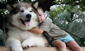 Bé 2 tuổi bị chó Alaska cắn rách khí quản