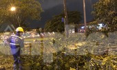 TPHCM: Hàng loạt cây xanh đổ ngã sau trận mưa lớn kinh hoàng