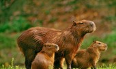 1001 thắc mắc: Chú chuột khổng lồ nhất thế giới nặng bao nhiêu kg?