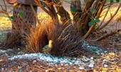 1001 thắc mắc: Loài chim nào được mệnh danh là 'thánh tán gái'?
