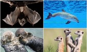 1001 thắc mắc: Loài nào vừa bay vừa ngủ?