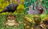 1001 thắc mắc: Những loài động vật nào nổi tiếng về độ ngớ ngẩn?