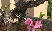 Đào thất thốn Đà Lạt bung sắc dịp tết Canh Tý