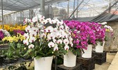 Nữ hoàng hoa lan Đà lạt khoe sắc khắp mọi miền, 'cháy hàng' dịp Tết