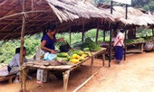 Nghỉ học vì dịch cúm, trẻ em nghèo vùng sâu theo người lớn đi hái 'lộc trời'