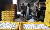 Không xuất được tơ, khuyến cáo dân đốn bớt cây dâu