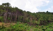 Bị bạn săn bắn trúng đầu, nam thanh niên chết giữa rừng
