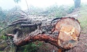Nhức nhối nạn phá rừng ở khu dự trữ sinh quyển thế giới Lang Biang