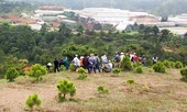 Cô gái chết bên cây thông cô đơn ở Đà Lạt, để lại thư tuyệt mệnh