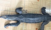 Tàng trữ, mua bán 2 con kỳ đà quý hiếm, bị phạt 330 triệu đồng