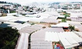 Nỗi sợ phát triển 'nóng' nhà kính ở Đà Lạt