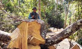 Khởi tố vụ tàn phá rừng bạch tùng cổ thụ hàng trăm năm tuổi
