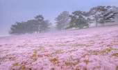 Đồi cỏ hồng Lâm Đồng khiến du khách mê mẩn