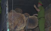 Gỗ quý cổ thụ 'ngụy trang' bằng hồ sơ giả