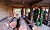 Đắk Lắk phát hiện kho gỗ lậu