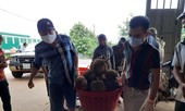 Áp thuế thu mua sầu riêng ở Đắk Lắk, Tổng Cục thuế lên tiếng