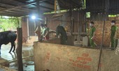 Rợn người cách bơm nước để tăng trọng lượng bò