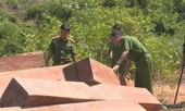 Bắt tạm giam giám đốc công ty lâm nghiệp để mất rừng