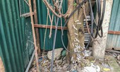 Ám ảnh cây 'xi lanh' dính máu ngay giữa Hà Nội