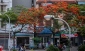 Phố phường Hà Nội rạo rực 'mùa phượng cháy'