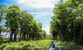 Cận cảnh hàng cây cổ thụ ở Kim Mã sau 4 năm đánh chuyển
