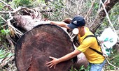 Xem tư dinh quan chức làm mất rừng sở hữu 'kiệt tác' gỗ đồ sộ