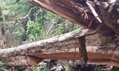 Lợi dụng mưa bão, lâm tặc 'xẻ thịt' 3 cây giáng hương cổ thụ ở Gia Lai