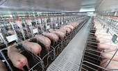 Thịt lợn liên tục tăng giá, nhiều doanh nghiệp chăn nuôi lãi 'khủng'