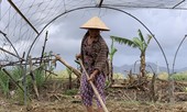 Nông dân 'thấp thỏm' chuẩn bị vụ Tết