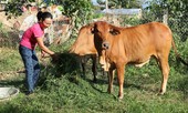 Đề xuất nâng mức chuẩn hộ nghèo, cận nghèo giai đoạn 2021 - 2025