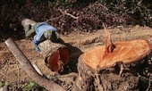Vào rừng phòng hộ bị tàn phá