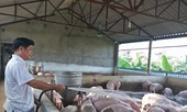 Sau cảnh báo của Bộ Nông nghiệp, 'ông lớn' thịt lợn đồng loạt giảm giá