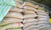 Công ty 'ma' kinh doanh giống lúa “lạ”