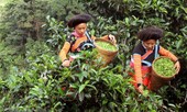 'Tứ đại danh trà' hấp dẫn hơn mây