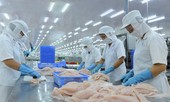 Trung Quốc siết nhập cá tra, doanh nghiệp Việt tránh chào giá thấp