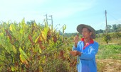 Đắk Lắk: Hơn năm nghìn hecta cây trồng “khát” nước