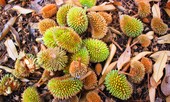 Đau lòng nhìn sầu riêng non rụng hàng loạt