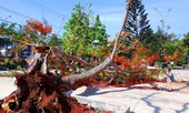 Đắk Lắk ra công văn 'khẩn' sau vụ phượng cổ thụ bật gốc trong sân trường