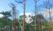 Ban Thường vụ Tỉnh ủy Đắk Nông kết luận vụ 'bức tử' rừng thông