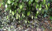 Bàn cách phục hồi kinh tế sau đại dịch, nông dân Tây Nguyên vẫn lo phân bón giả
