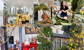 Sao Việt trang hoàng nhà cửa rực rỡ đào mai đón Tết