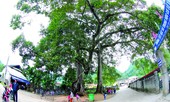 Kỳ lạ rừng nghiến Đông Đằng