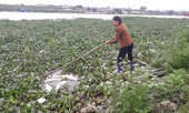 Cá chết trắng trên sông Cầu: Dân mất tiền tỷ