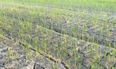 Hạn hán kéo dài, nguy cơ mất trắng vụ mùa
