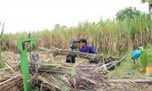Ðiều tra chống bán phá giá với đường lỏng