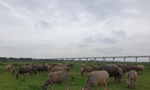 Cấm chăn nuôi tại các quận nội thành: Ngăn chặn ô nhiễm, dịch bệnh