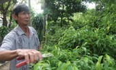 Tòa xử dân thắng vụ kiện đền bù đất thấp hơn giá thị trường 1.000 lần