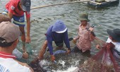 Có chính sách để nông dân ứng dụng công nghệ, phát triển thị trường
