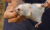 Chuột đồng, lòng vòng giai thoại